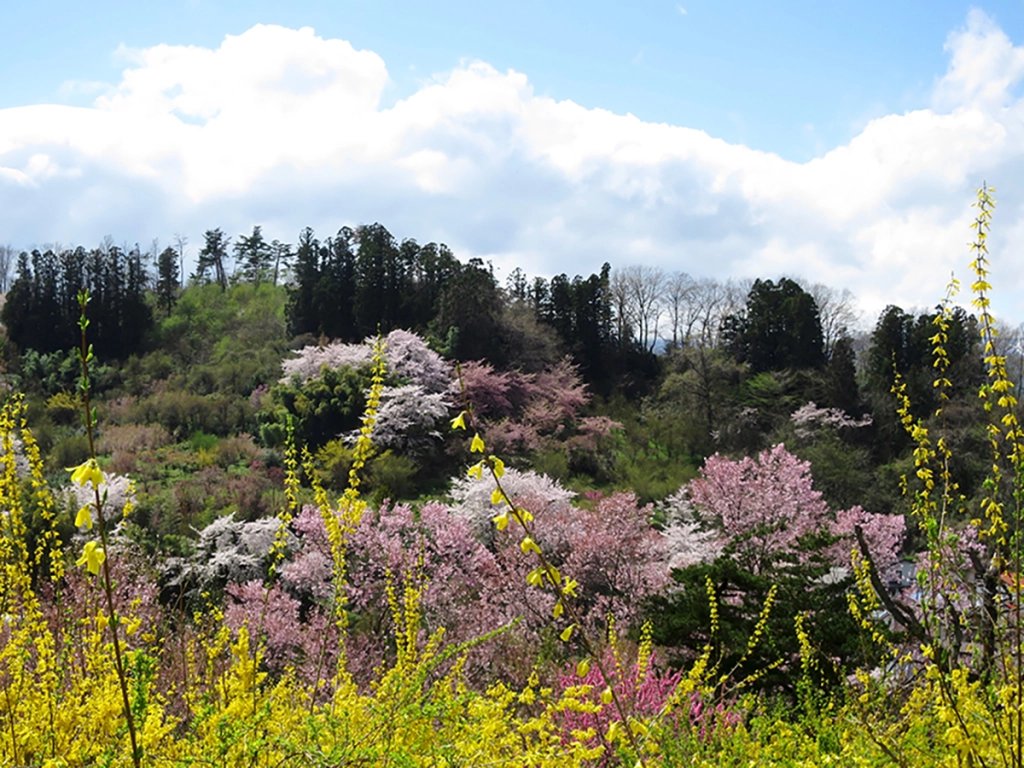 🌸 꽃구경 산 공원(하나미야마 코엔) 이미지 6